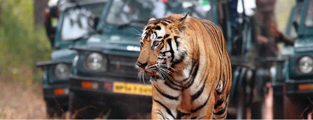 tiger safari tour